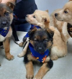 Veterinaria Móvil Chiloé