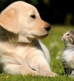 Veterinaria Móvil Chiloé